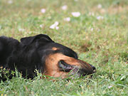 Tiermassage sorgt für mehr Beweglichkeit Tiermassage
